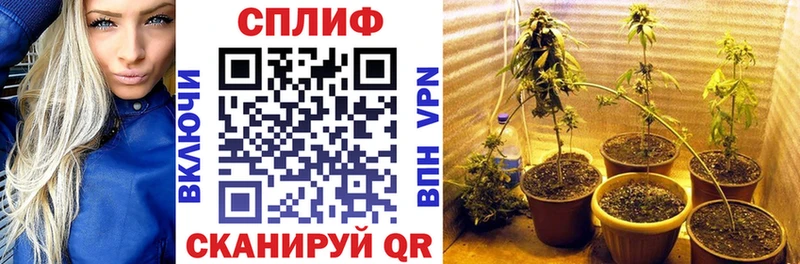 Конопля семена  где можно купить   Купино 